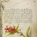 보테니컬아트 이미지