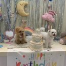 GR(대구광역시 달성군)-[비슬로481길]-하-1 | 대구 달성군 화원읍 애견카페 온니담 후기