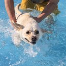 도그 팰리스 이미지