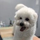 내일더예쁘개 이미지