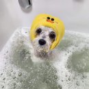 비비안살롱 이미지