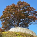 감성찾아 떠난 단풍여행...1부 부여 이미지