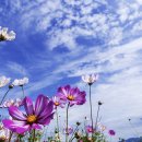 코스모스 이미지