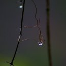 Song`S Hair