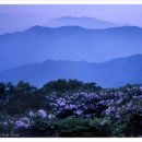 산천초목 이미지