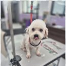 퍼피쌀롱 이미지