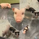 인형의 거리(뱀) | 인천 송도 놀 거리 추천 ㅣ 사계절 내내 즐길 수 있는 실내 동물원 다녀왔어요