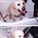 강스펫케어 | [9dog 제품품평회2화]바이오강스 2in1컨디셔닝 샴푸(샴푸 린스겸용)