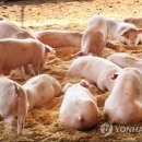 증도농장 이미지