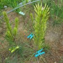 황금소나무 이미지