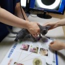 캣파라다이스 이미지