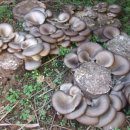 미루나무구이 이미지