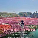 봄날푸드 | 태안 튤립축제 2025 후기｜알록달록 꽃의 향연, 봄날 힐링 여행