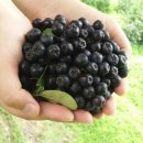 치악산농장 이미지