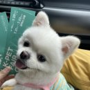 와락펫푸드 | 2023 케이펫페어 🐶 후기 (와락펫푸드•듀먼•포동 DBTI - 먼지의 DBTI는?❤️)