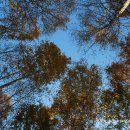 자작나무길펜션 이미지