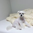 도로롱펫 네이버블로그