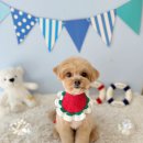 항상,예쁘개 이미지