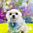 깔끔하개 이미지