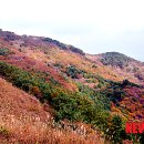 억새풀 이미지