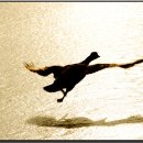 오리사냥 이미지