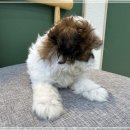 고Dog | DOG 강아지 애견 입양 후기