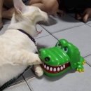 진애