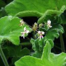 페퍼민트제라늄(Peppermint Geranium) 이미지