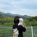 신난다 보드게임 | 청도 신난다애견글램핑 | 서울에서 청도까지, 우동이랑 대구 근교 글램핑후기