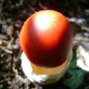 무등산버섯 이미지