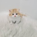 우니캣 이미지
