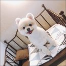 개몽이네 이미지