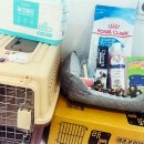 펫퍼스트 24시 강아지분양고양이분양 용인점 | 펫퍼스트 24시 강아지분양 고양이분양 용인점 방문 후기:))