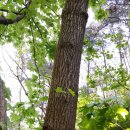 올여름 삼계탕용 자연산 엄나무입니다. 3세트각각 경매입니다. 이미지