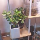 꿀풀과 낙엽 활엽관목 수양(폭포) 자스민 = 나비시다래(학명: Clerodendrum wallichii, 클레로덴드룸 왈리치) 이미지
