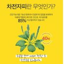 [스윗비떵 후기 - 내돈주고 2번째 공구, 쾌변, 변비개선 특효제품]