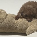 아이랑 동물병원 이미지