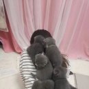 공부하는고양이
