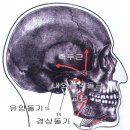 치과에서 자주 쓰는 용어 이미지