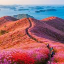 군산산림조합 | [황금 아재 봄 축제 특집] 여수 영취산 진달래축제 완벽 가이드 “온 산이 붉게 타오르는 핑크 진달래...