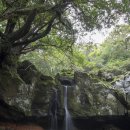 18.7.17 제주도풍경.제주도천국의문.삼나무.계곡의풍경.폭포.황금고사리.석송.모람 이미지