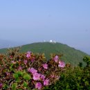 에델바이스 이미지