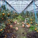 유미농장 이미지