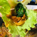 초당갈비 이미지