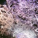 4월5일.(화) 삼락강변 벚꽃길 트레킹 이미지