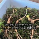 깊은산속민박 | [부모님 건강선물 추천 💛] ⛰️강원도 맑고 깊은 산속에서 자란 5-6년근 산양삼 🌱, 삼바이 산양산삼 후기❗️