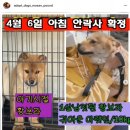 2일후 안락사예정(문의0), 아기때 들어와 사람이 그리운 보라 이미지