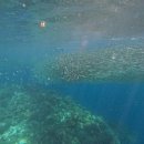 흑빛 | 보홀 나팔링 정어리떼 스노클링 와칭 포인트 후기