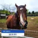 굿볼메소드 | 제주 아이랑 가볼만한곳 길갈팜랜드 조천 교래리 알파카 목장 웨건 유모차 후기