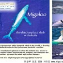 하얀고래 이미지